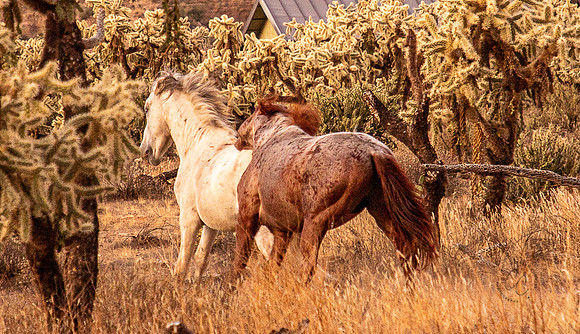 Wild Horse of Tonto National Forest Oct 2023-6893