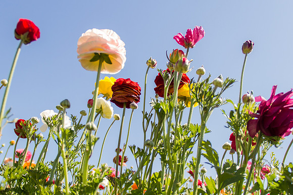 Carlsbad Flower Fields March 2017-9854