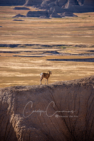 South Dakota-3279