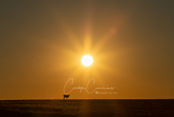 South Dakota-3317