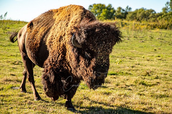 South Dakota-3451