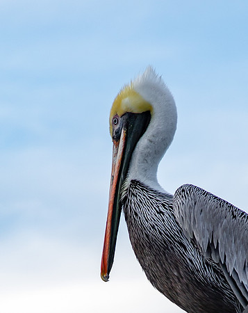 Pelican at Mission Bay Nov 2018-3402