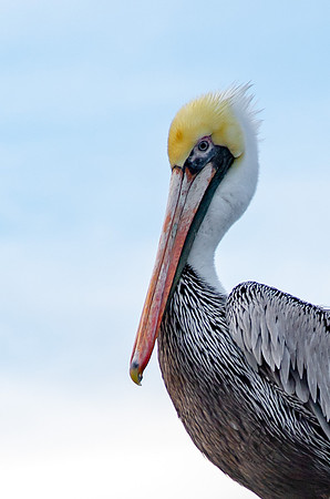 Pelican at Mission Bay Nov 2018-3400