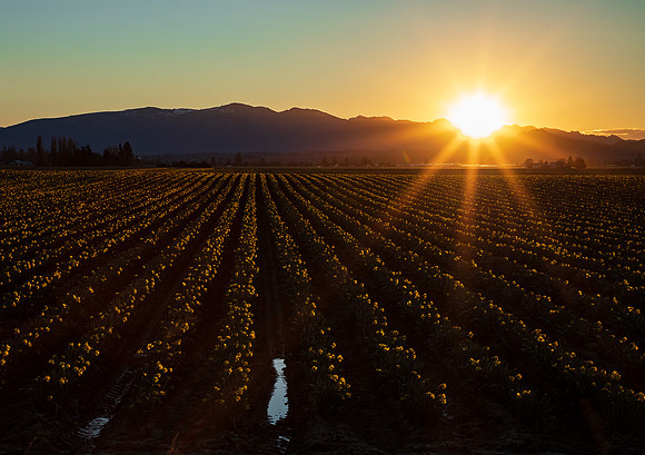 Skagit Valley Daffodil Fields March 2022-8519