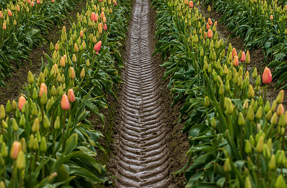 Roozengaarde Tulips April 2022-9683