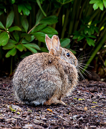 Bunnies June 2022-0146