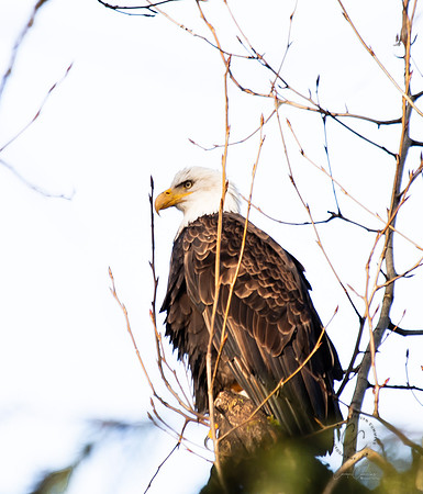 Eagle on the Nooksack Jan 2019-4799