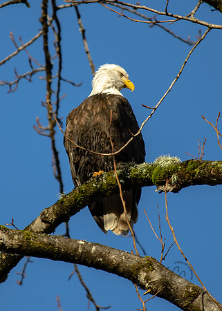 Eagle on the Nooksack Jan 2019-4823
