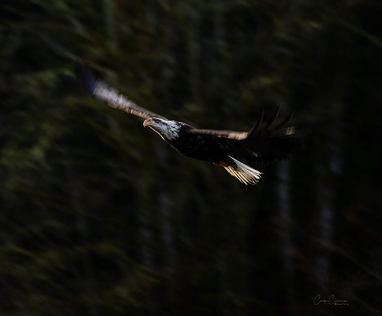 Eagle on the Nooksack Jan 2019-4785
