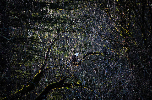 Eagle on the Nooksack Jan 2019-4792