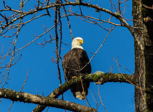 Eagle on the Nooksack Jan 2019-4820
