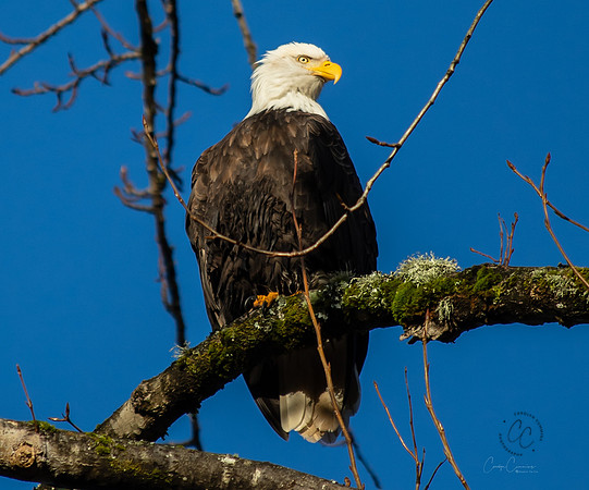 Eagle on the Nooksack Jan 2019-4825