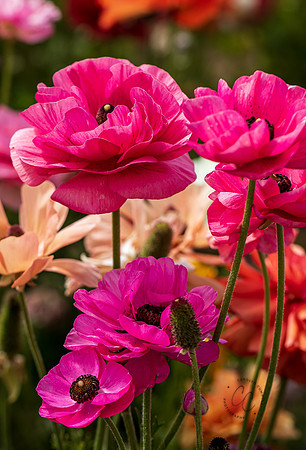 Carlsbad Flower Fields May 2022-0354