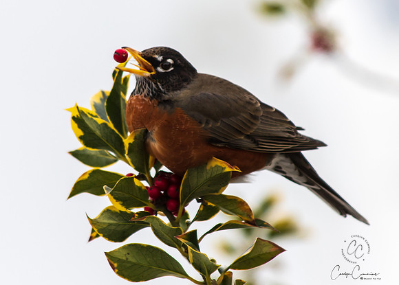 Robins in Tree Feb 2019-5538
