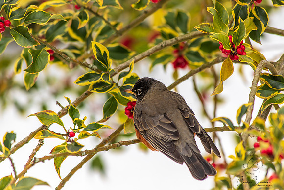 Robins in Tree Feb 2019-5554