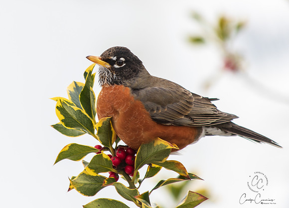 Robins in Tree Feb 2019-5533