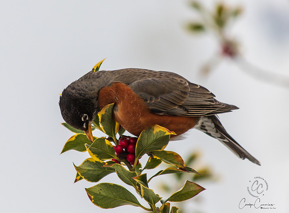 Robins in Tree Feb 2019-5534