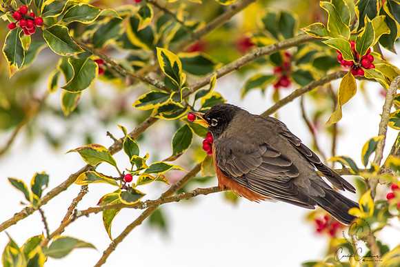 Robins in Tree Feb 2019-5557
