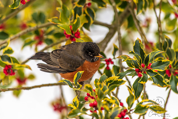 Robins in Tree Feb 2019-5572