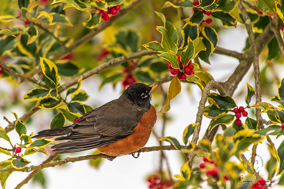 Robins in Tree Feb 2019-5565