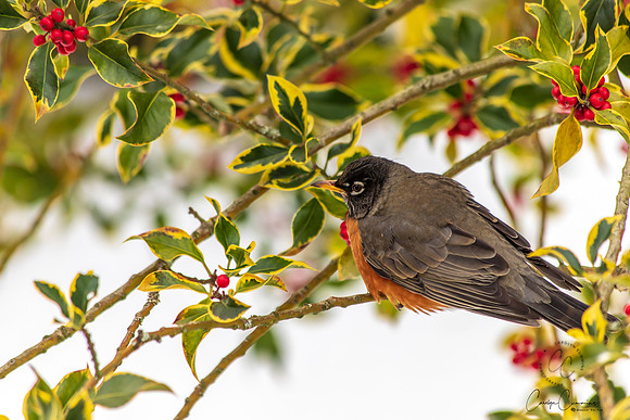 Robins in Tree Feb 2019-5561
