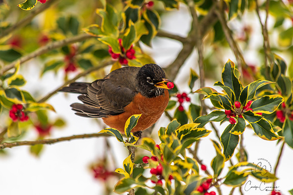Robins in Tree Feb 2019-5582