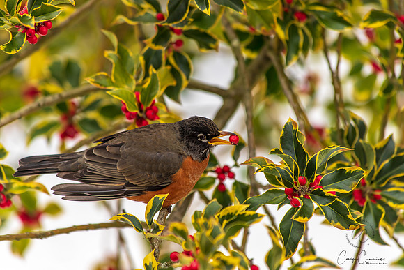 Robins in Tree Feb 2019-5591