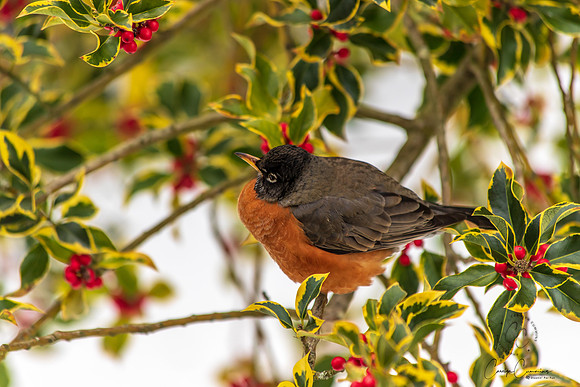 Robins in Tree Feb 2019-5602
