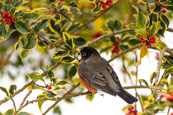 Robins in Tree Feb 2019-5622