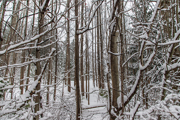 Winter 2019-5962