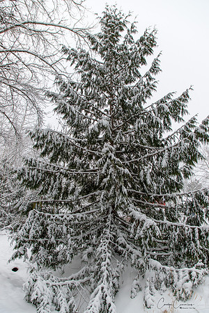 Winter 2019-5963