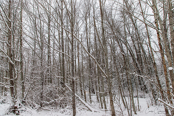 Winter 2019-5972