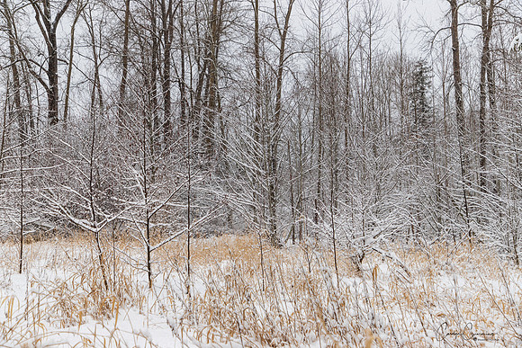Winter 2019-5979