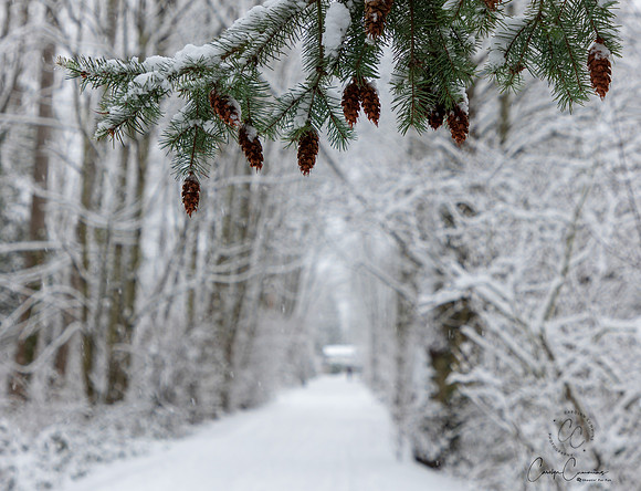 Winter 2019-6049