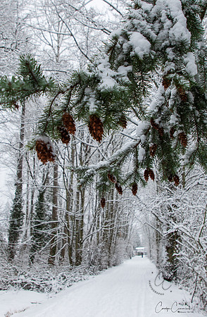 Winter 2019-6050