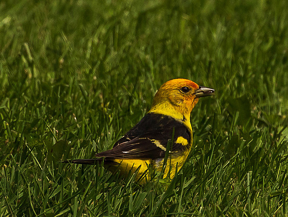 Yellow Warbler in my backyard May 2022-0907