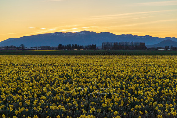 Daffodil fields at Sunrise March 2019-7190