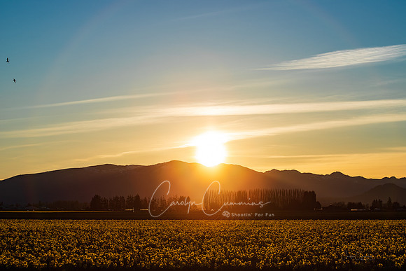 Daffodil fields at Sunrise March 2019-7249