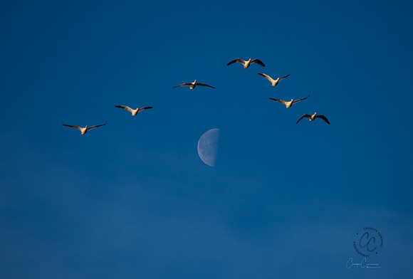 Snow Geese on Fir Island March 2019-7314