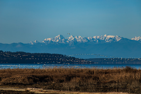 Snow Geese on Fir Island March 2019-7339