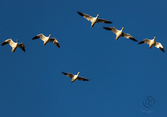 Snow Geese on Fir Island March 2019-7334