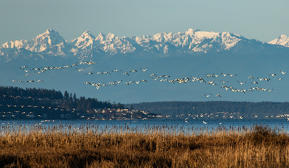 Snow Geese on Fir Island March 2019-7342