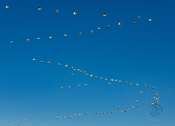Snow Geese on Fir Island March 2019-7357
