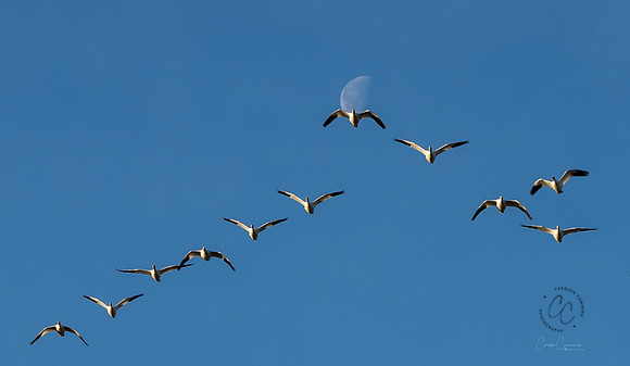 Snow Geese on Fir Island March 2019-7362