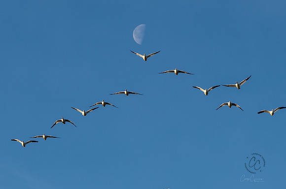 Snow Geese on Fir Island March 2019-7361