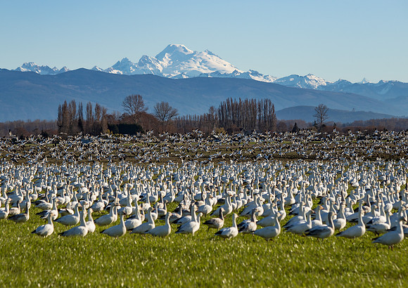 Snow Geese on Fir Island March 2019-7501