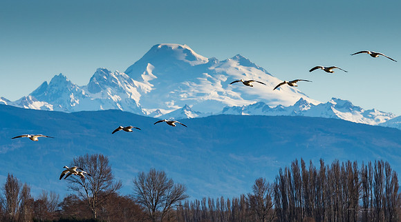 Snow Geese on Fir Island March 2019-7459