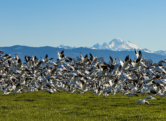 Snow Geese on Fir Island March 2019-7503
