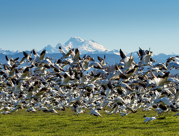 Snow Geese on Fir Island March 2019-7505