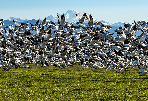 Snow Geese on Fir Island March 2019-7506
